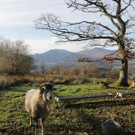 Elm * Keswick (Cumbria)