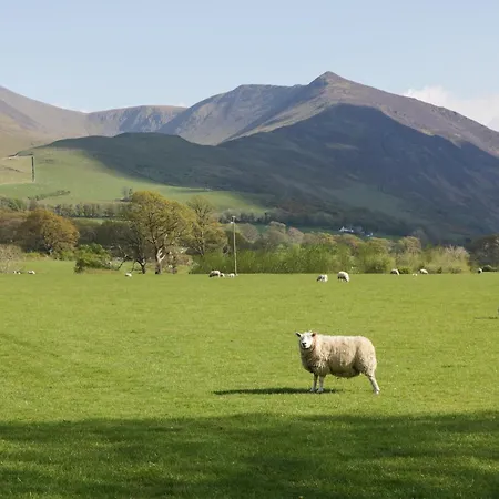 Elm * Keswick (Cumbria)